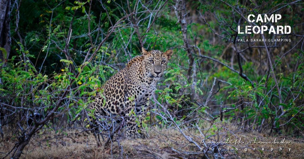 Hotel Camp Leopard - Yala Safari Glamping Exteriér fotografie