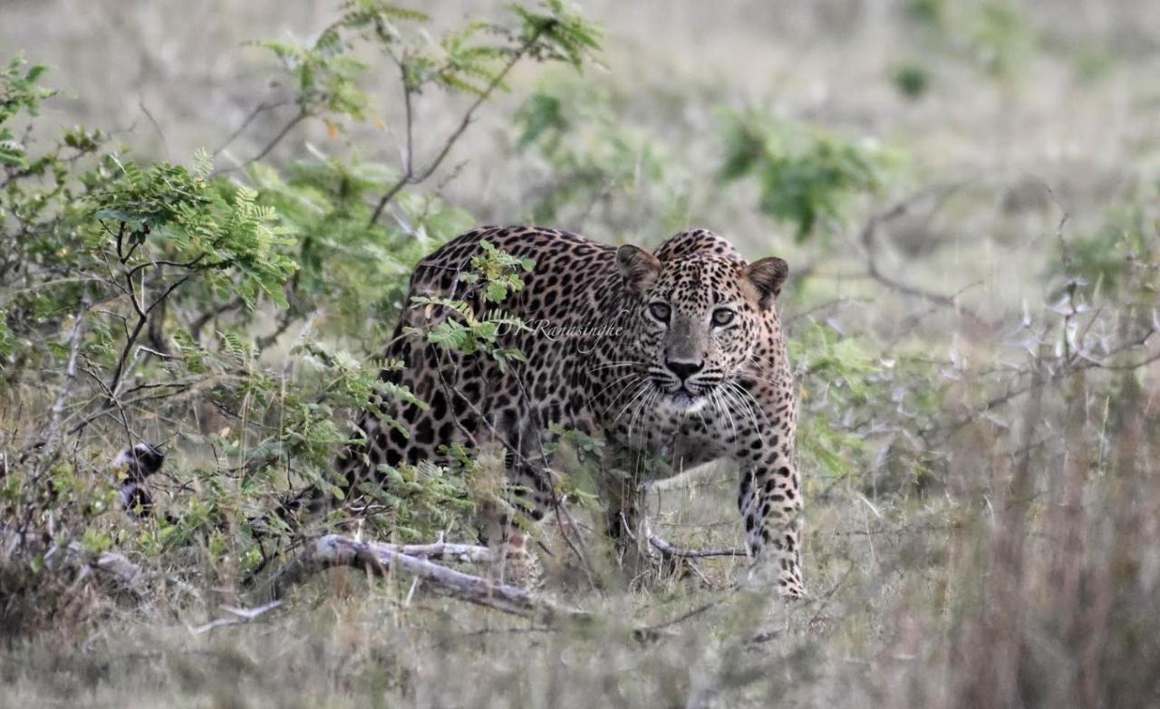 Hotel Camp Leopard - Yala Safari Glamping Exteriér fotografie