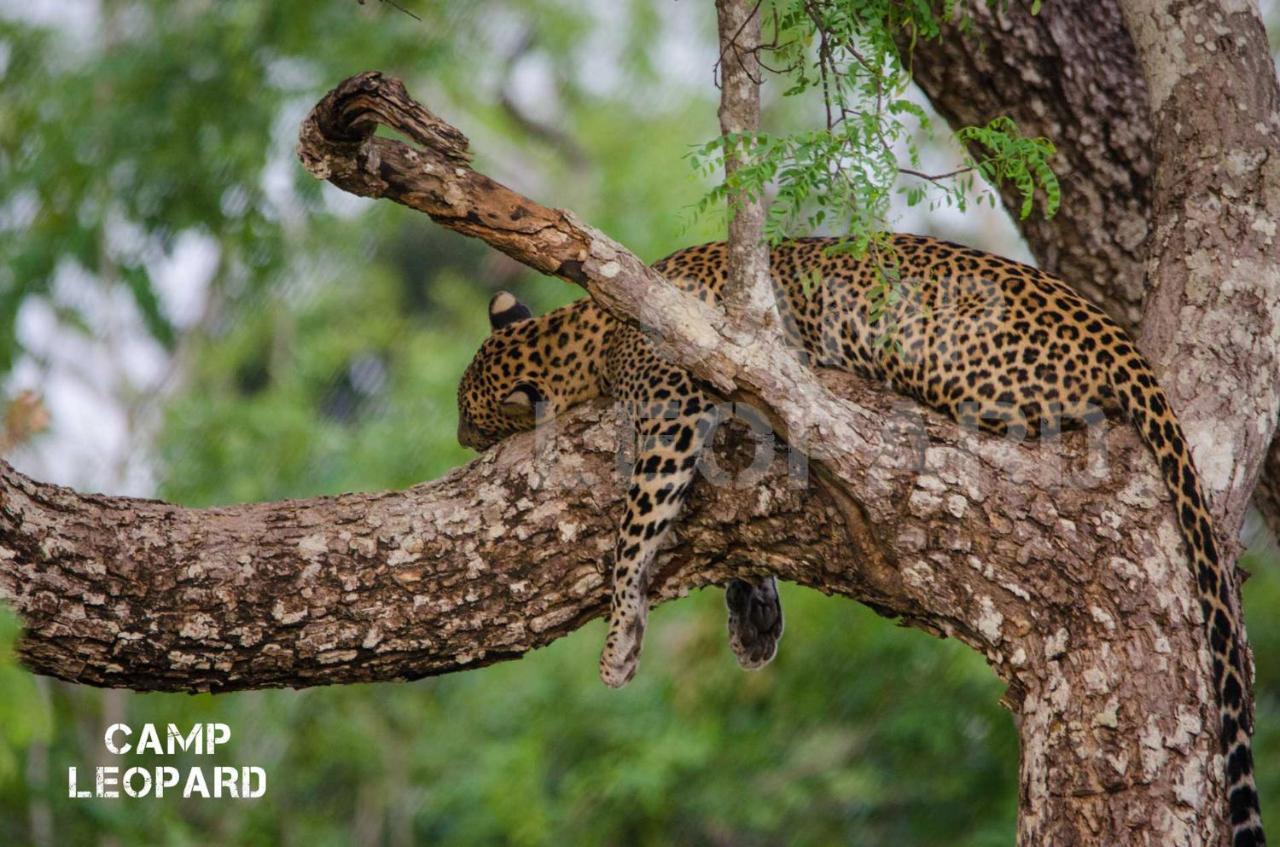 Hotel Camp Leopard - Yala Safari Glamping Exteriér fotografie
