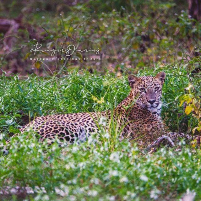 Hotel Camp Leopard - Yala Safari Glamping Exteriér fotografie