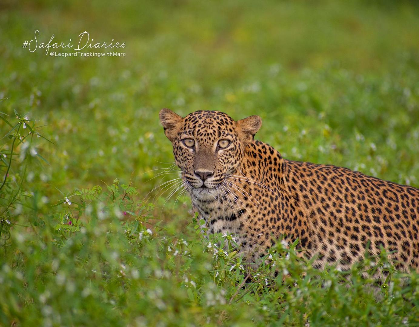 Hotel Camp Leopard - Yala Safari Glamping Exteriér fotografie