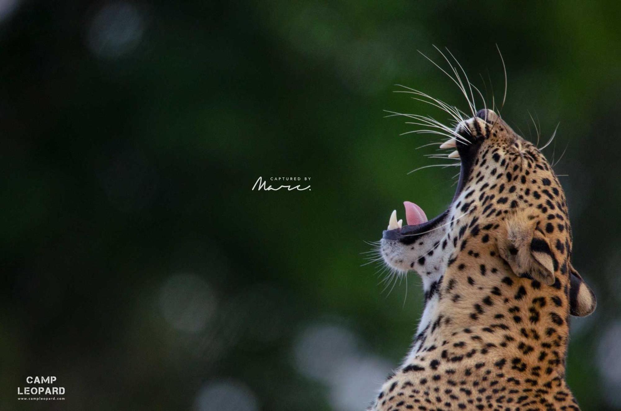 Hotel Camp Leopard - Yala Safari Glamping Exteriér fotografie