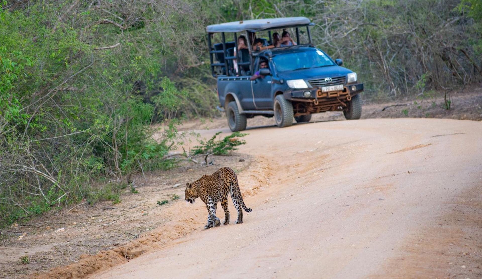 Hotel Camp Leopard - Yala Safari Glamping Exteriér fotografie