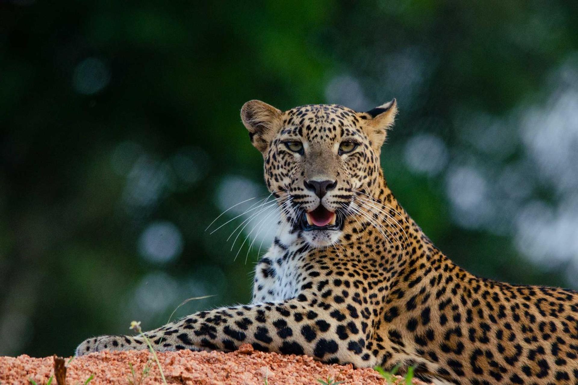 Hotel Camp Leopard - Yala Safari Glamping Exteriér fotografie